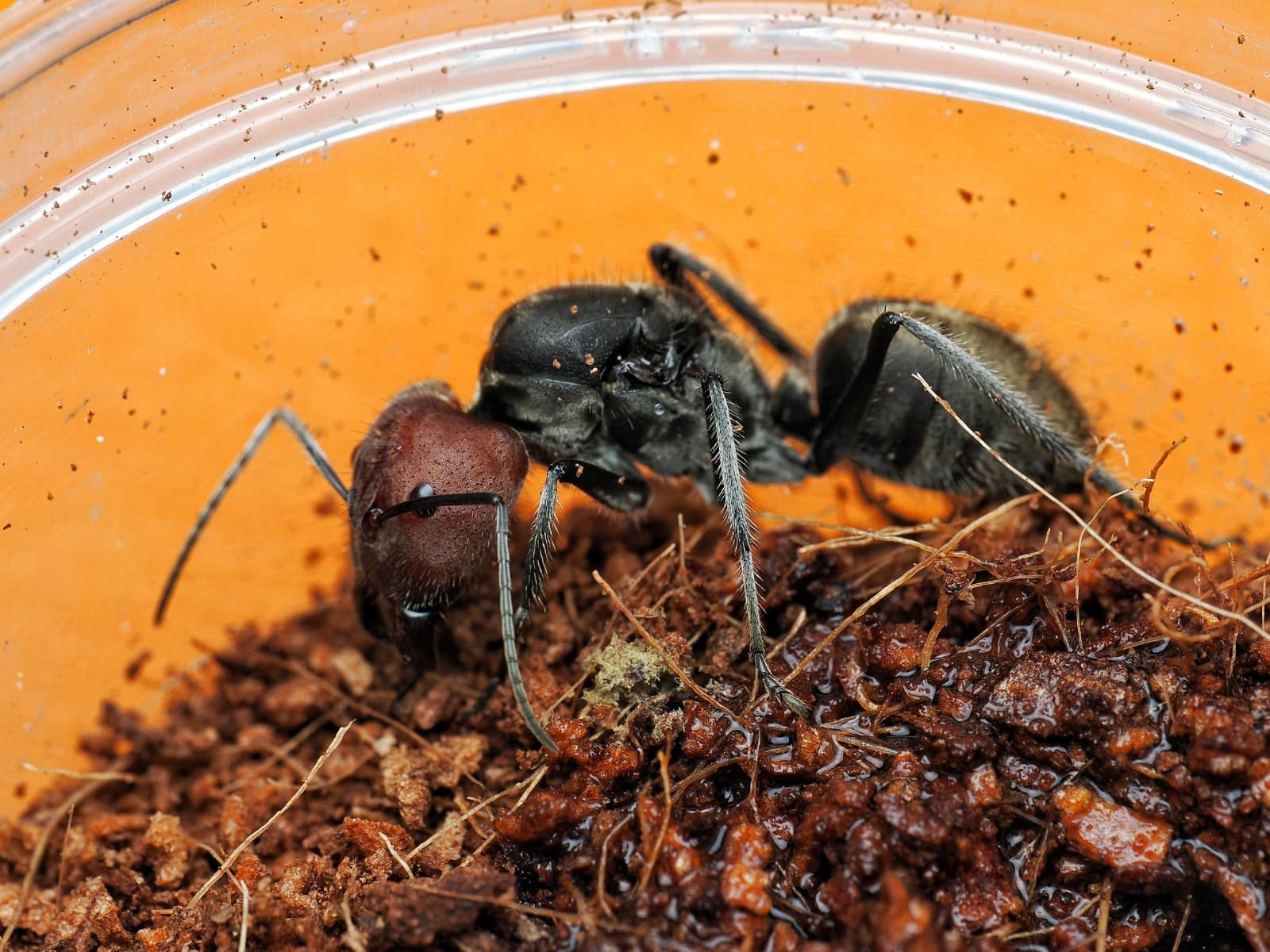 Gyne de Camponotus singularis, grande fourmi charpentière à tête rouge d'Asie du Sud-Est