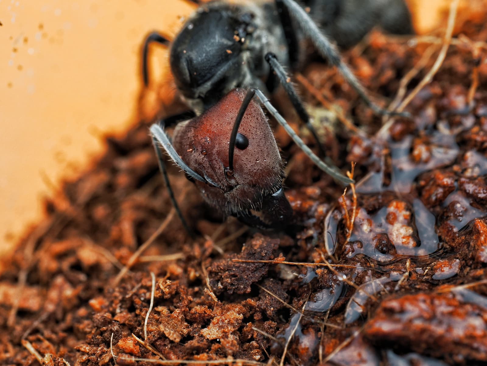Gros plan sur la tête rouge d'une reine de Camponotus singularis