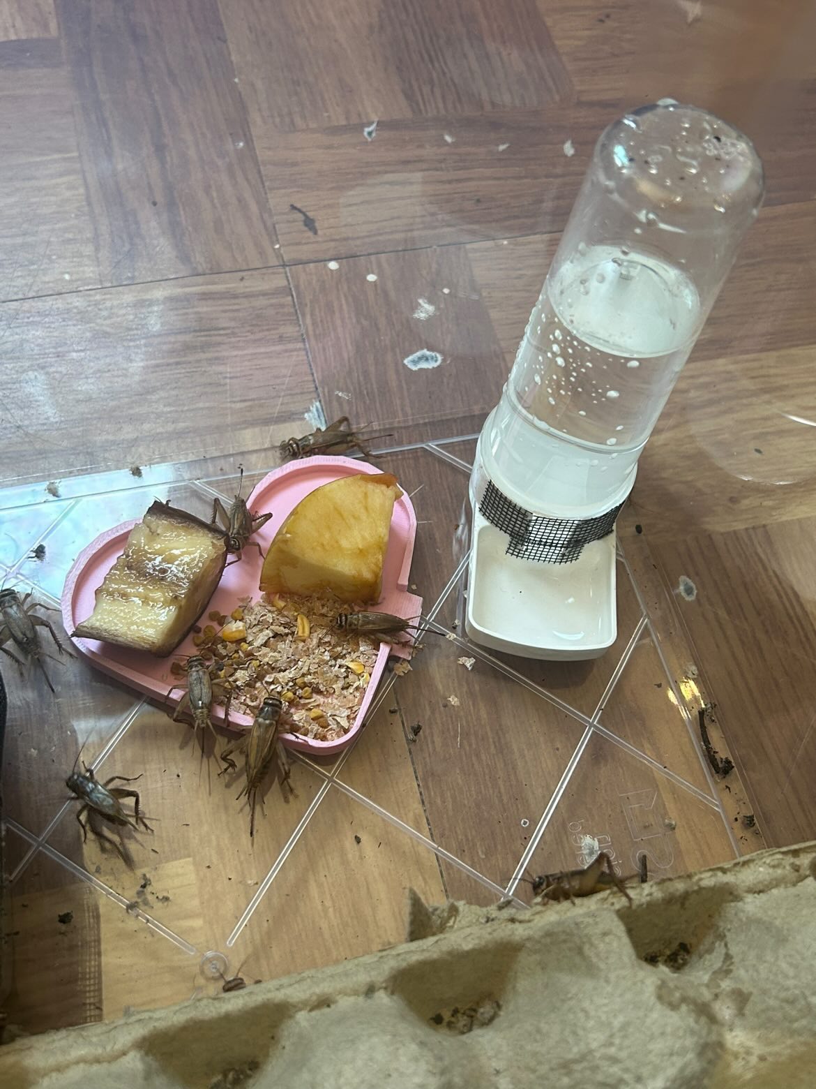 Grillons domestiques autour d'une gamelle de son, avoine, pollen, pomme et banane à côté d'un abreuvoir pour oiseaux recouvert de moustiquaire