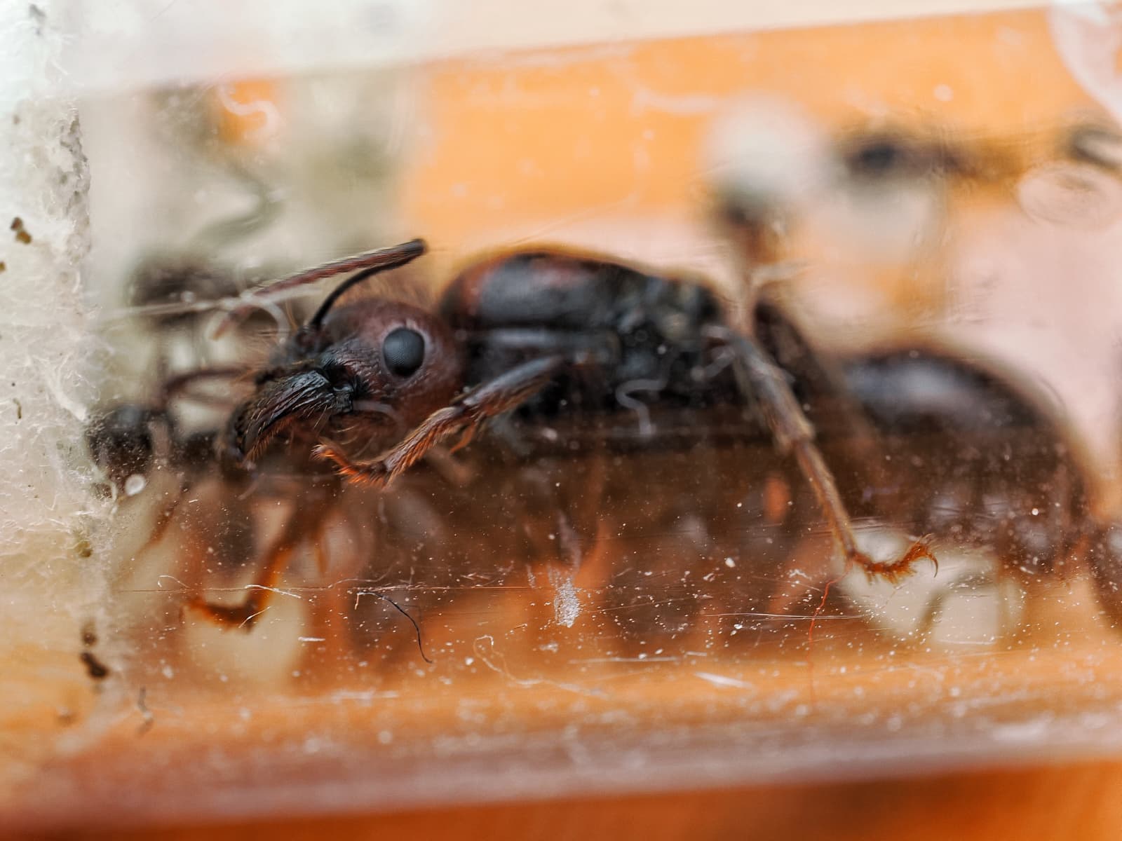 Fourmis moissonneuses Messor barbarus, espèce granivore idéale pour un premier élevage