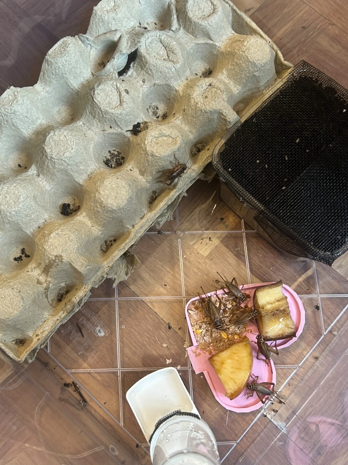Grillons domestiques cachés dans les alvéoles d'une boîte à œufs à côté du pondoir et de la gamelle