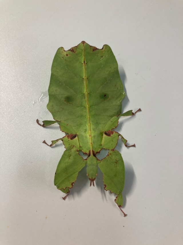 Femelle de Pulchriphyllium giganteum sur fond blanc, vue de dessus