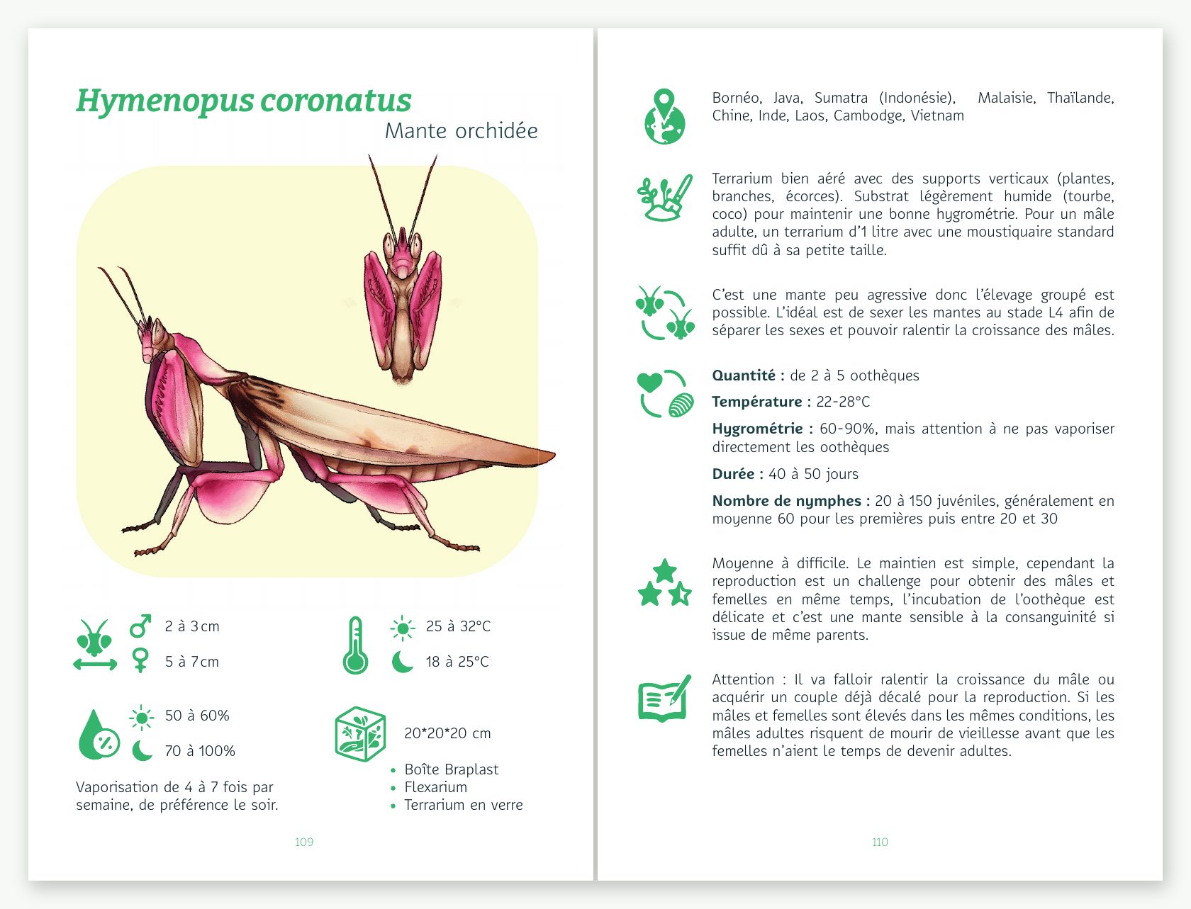 Double page de la fiche d'élevage de la mante orchidée Hymenopus coronatus, illustrée par Bérénice Guérin