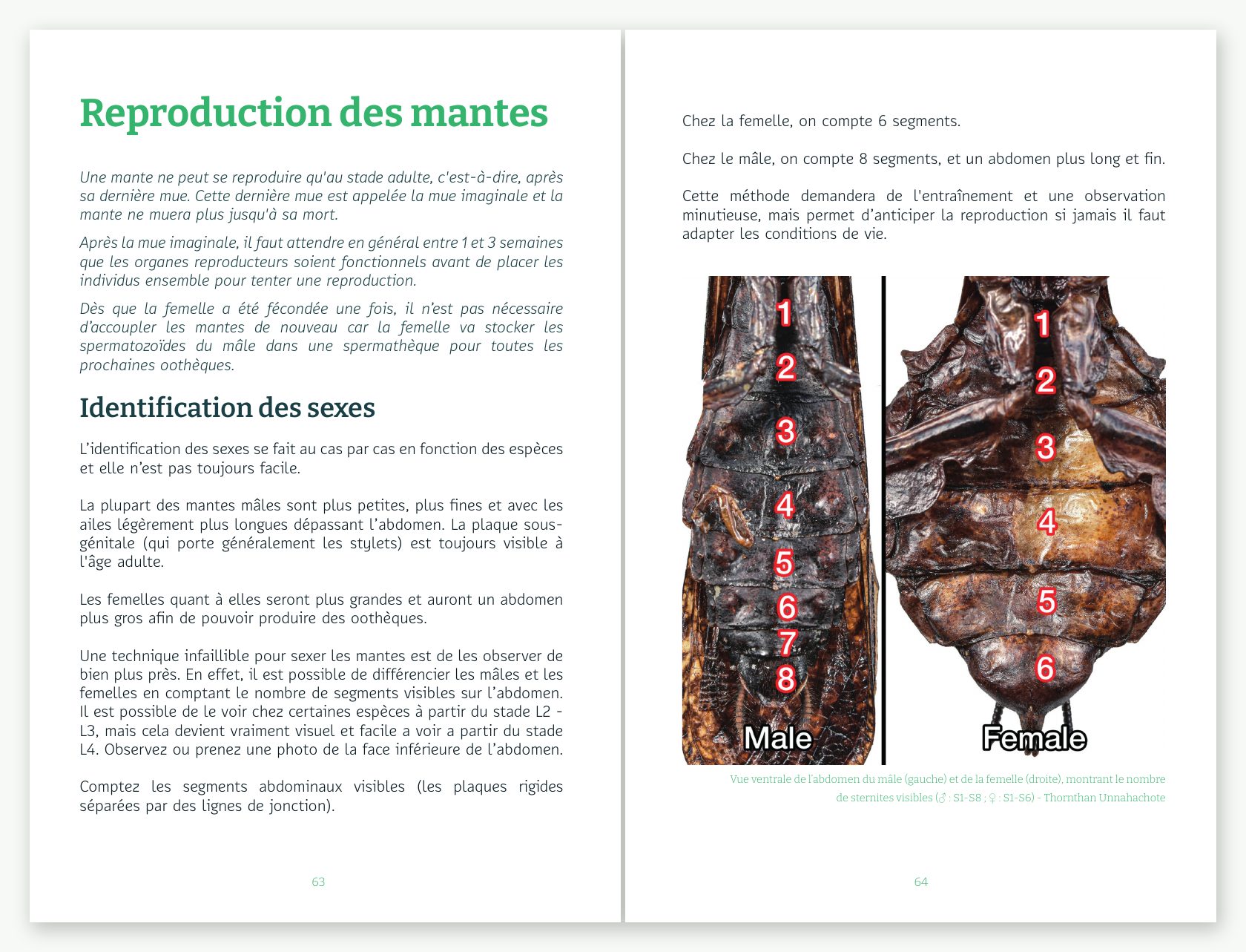 Double page sur l'identification des sexes chez les mantes, avec le comptage des segments de l'abdomen